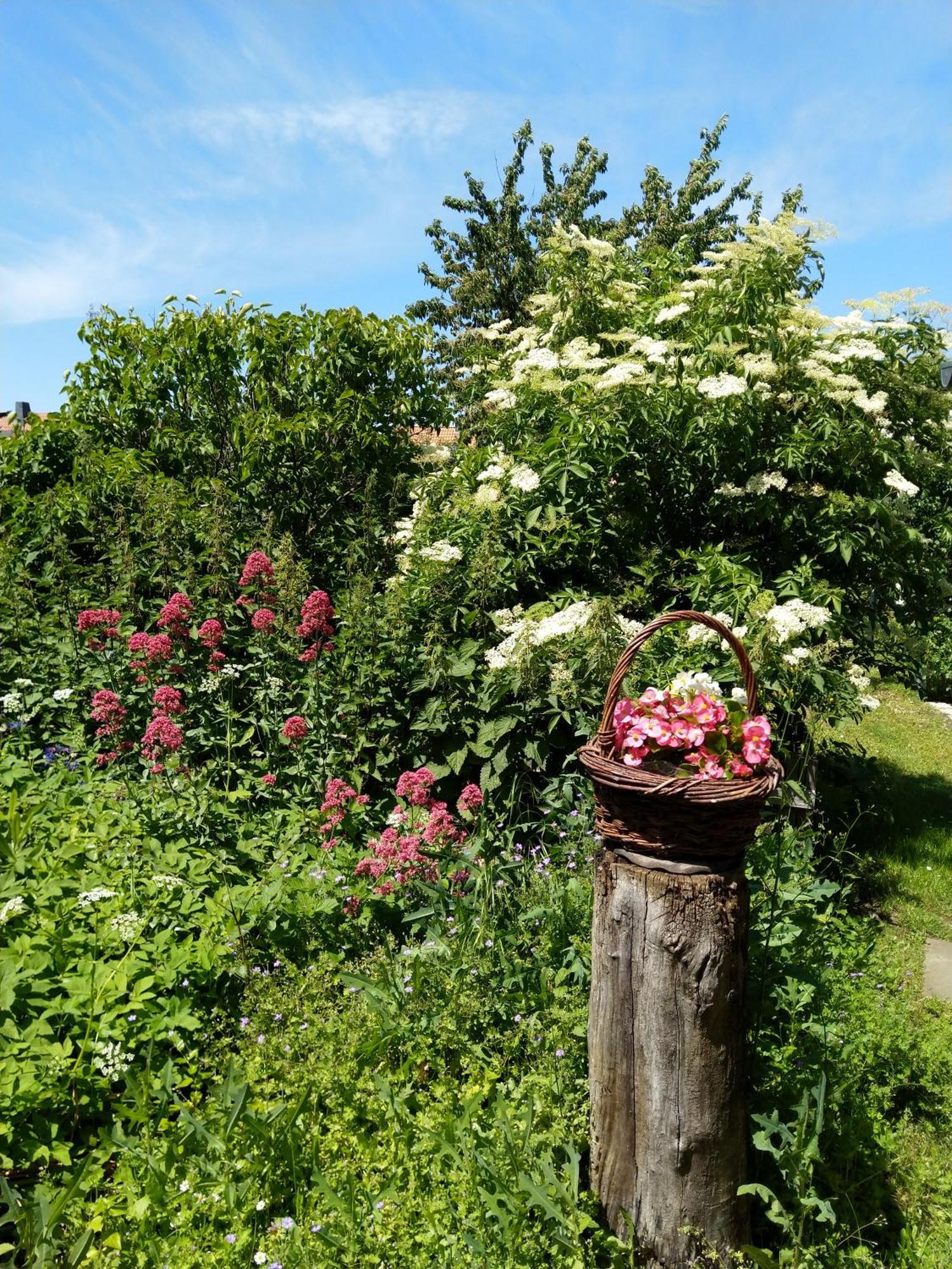 Spatzennest Wernigerode Exteriör bild